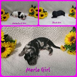 Bernedoodle Puppies from Foothills Family Doodles