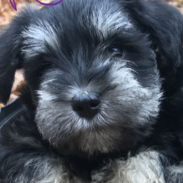 Miniature Schnauzer Puppies from Four Seasons Schnauzers