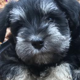 Miniature Schnauzer Puppies from Four Seasons Schnauzers