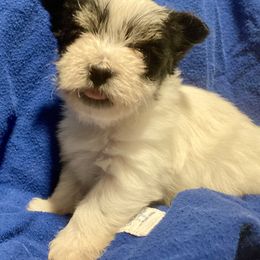 Maltipoo, Morkie, and Yorkipoo Puppies from Danza Bolo