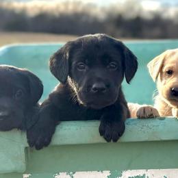 Panther - Black male Labrador Retriever puppy in Baldwin City, Kansas from Hedge Lane Labradors
