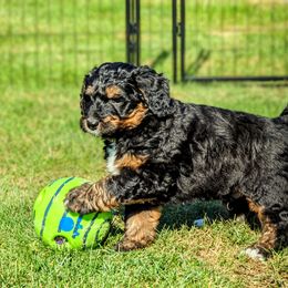 Bernedoodle Puppies from Rafter 58 Bernedoodles