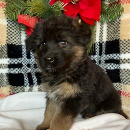 Frosty - Black and tan male German Shepherd puppy in Walla Walla, Washington from Silver Knight Shepherds