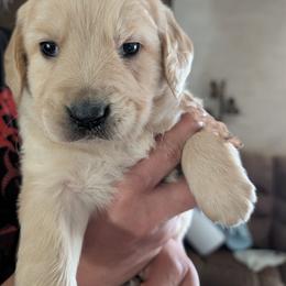 Ms. Pink - female Golden Retriever puppy in Yucaipa, California from Golden Kennel Breeders