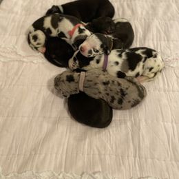 Great Dane Puppies from Bright Danes of Texas