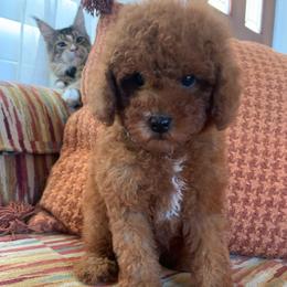 Fig - Red male Cavapoo puppy in Temecula, California from Designer Doodles