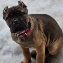 Magenta - Fawn female Cane Corso puppy in Sault Ste Marie, Michigan from Willow Creek Cane Corsos