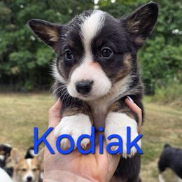 Kodiak - Blue merle and white male Cardigan Welsh Corgi puppy in Bland, Missouri from Shadey Lane Corgis