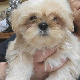 Honey - Shih Tzu