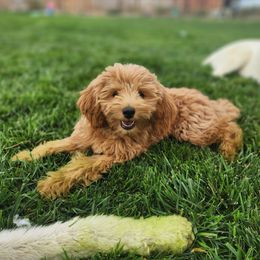Jackie - Goldendoodle