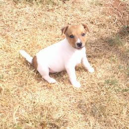 Jack - Tri-colored male Parson Russell Terrier puppy in Carney, Oklahoma from River Run Parson Russell terriers & River Run Ridgebacks