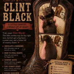 Clint Black - Chocolate male Pomeranian puppy in Cropwell, Alabama from Poms On The Lake