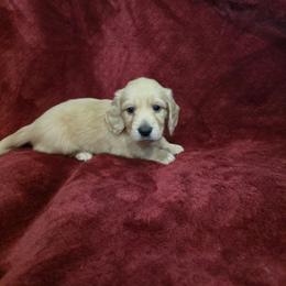 Boy 2 - Cream male Dachshund puppy in Sour Lake, Texas from Rigdon's dachshunds