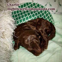 Aussiedoodle, Poodle, and Toy Australian Shepherd Puppies from High Desert Companions