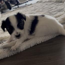 Bolt - White black and tan male Papillon puppy in Howe, Oklahoma from Southern Sweet Papillons