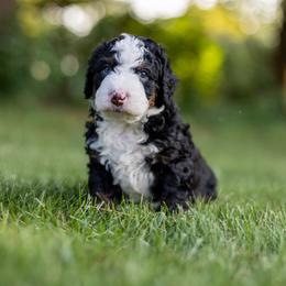 Finn - Tri-color male Bernedoodle puppy in Narvon, Pennsylvania from CBKB Bernedoodle’s