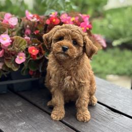 Lady - Red  female Goldendoodle puppy in Wharton, Texas from Little Fur Friends