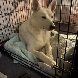 Nova - German Shepherd