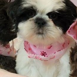 Shih Tzu Puppies from Lil' Darlin' Shih Tzus of the Virginia Blue Ridge