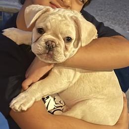 French Bulldog Puppies from Mathew Household Frenchies