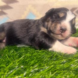 Adorable Boy 2-Black Tri - Black tri-color male Australian Shepherd puppy in Mayfield, Kentucky from Hamilton Farms