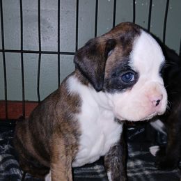 Willow - Brindle female Boxer puppy in Cannon Falls, Minnesota from Pattys Boxers and Bulldogs