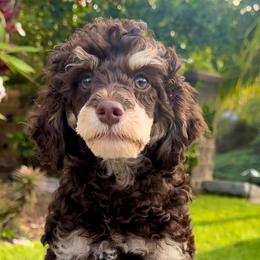 Chewie - Poodle