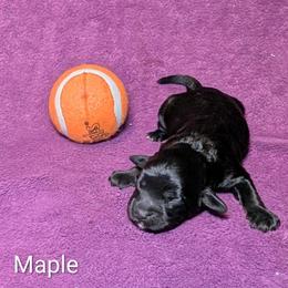 Maple - Brown female Cockapoo puppy in Sunset, Louisiana from Cano Cockapoos