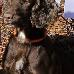 English Cocker Spaniels and Labrador Retrievers from Rosebriar Kennel