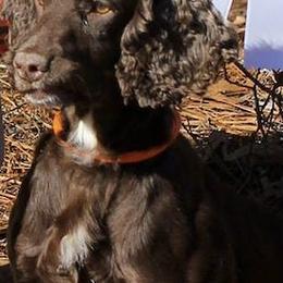 English Cocker Spaniels and Labrador Retrievers from Rosebriar Kennel