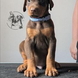 Blue Collar Male 3 - Latte X Rogue - Red and rust male Doberman Pinscher puppy in Spencer, Indiana from Jackson's Dobermans