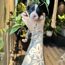 Miniature American Shepherd and Miniature Australian Shepherd Puppies from Whiskeytown Aussies