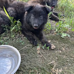 Reba - Gold brindle female Dutch Shepherd puppy in Hastings, Minnesota from Century Hills Farm