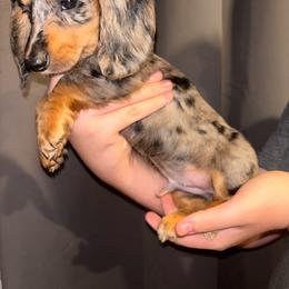 Brew - Dapple male Dachshund puppy in Crescent, Oklahoma from Doxie Dreams
