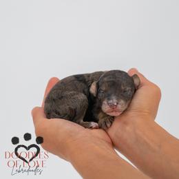 Maisie - Merle female Labradoodle puppy in Travelers Rest, South Carolina from Doodles of Love Labradoodles