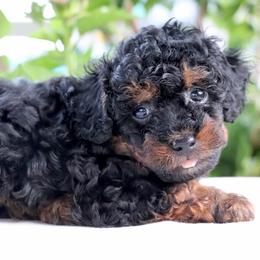 Liberty - Phantom female Poodle puppy in Goliad, Texas from Sassy Lil Aussies and Diamond W Poodles