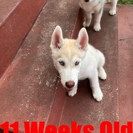 Siberian Husky Puppies from Coral Gables Siberians