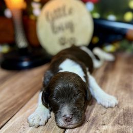 Chocolate Parti male 1 - Chocolate male Labradoodle puppy in Kingston, Georgia from CC Familydoodles