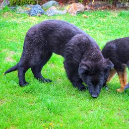 German Shepherd and Pembroke Welsh Corgi Puppies from Muddy Paws Corgis / Von Blake's Gedächtnis
