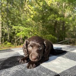 Red Collar - Chocolate male Boykin Spaniel puppy in Comer, Georgia from Weavers Kennels