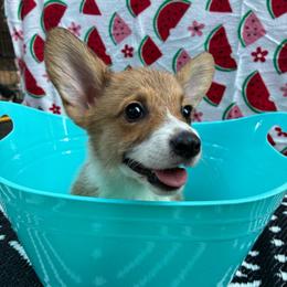 Waylon Waggings - Sable male Pembroke Welsh Corgi puppy in Moore, South Carolina from Chaotic Corgi’s