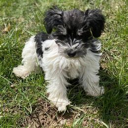 Dilute Retrievers and Miniature Schnauzers from East Front Labradors & Treasure State Schnauzers