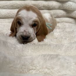 Basset Hound Puppies from CK Beagles & Bassets