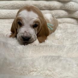 Basset Hound Puppies from CK Beagles & Bassets