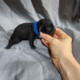 Blue male - Black male Schnoodle puppy in Lehi, Utah from KK Schnauzers