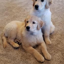 Golden Retriever Puppies from OPK GOLDENS