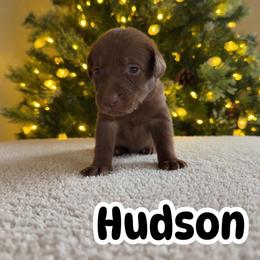 Hudson - Chocolate male Labrador Retriever puppy in Lucasville, Ohio from Backwoods Labradors