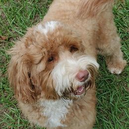 Apple - Australian Labradoodle
