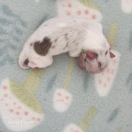 Coming soon (3,500 dollars) - Chocolate merle male Pomeranian puppy in Amelia, Ohio from Boujee Puff Poms