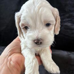 Mario - Buff male Cockapoo puppy in Adrian, Oregon from ApplebyFarm